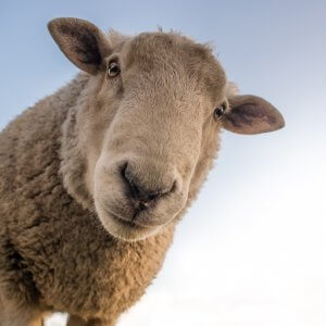 Five good reasons your website needs a sheepdog