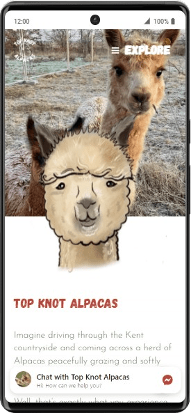 Top Knot Alpacas - visit or feed the herd just outside Whitstable (2)