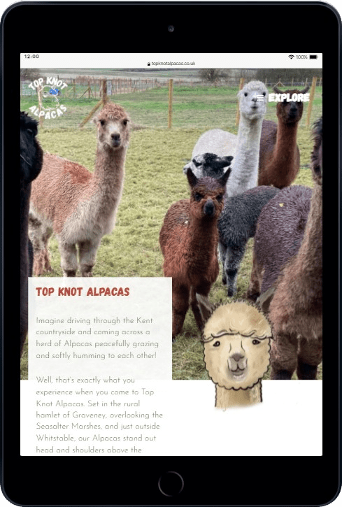 Top Knot Alpacas - visit or feed the herd just outside Whitstable